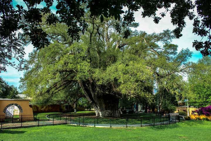  Parque del Sabino, cerca del Hotel Royal Spa Zimapán
