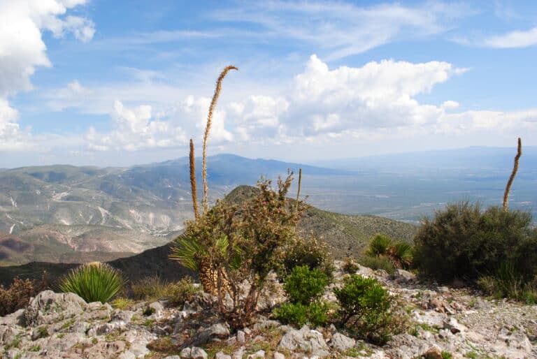 Cerros de Real de Catorce
