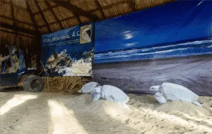 Visita el Campamento Tortuguero Vida Milenaria y ve como liberan a las tortugas