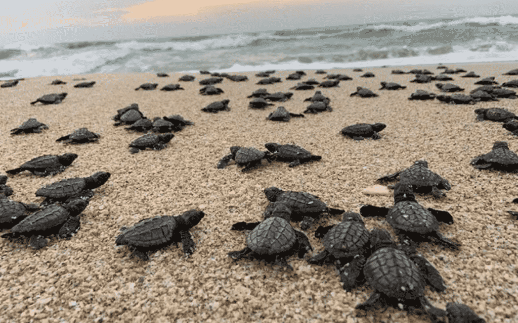 Liberación de tortugas Campamento Tortuguero Vida Milenaria