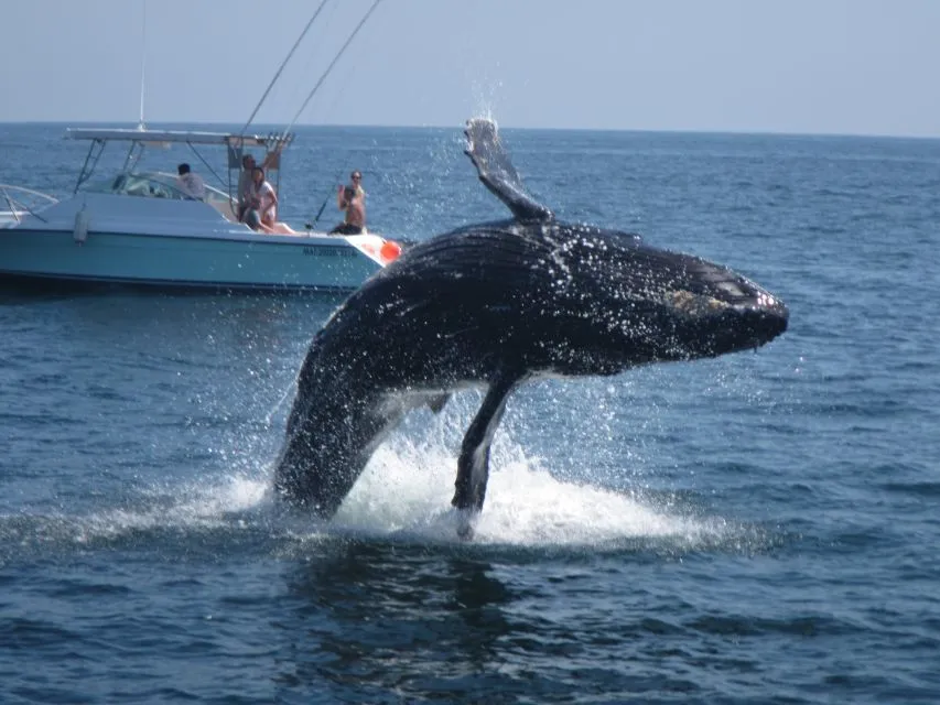 Ballena