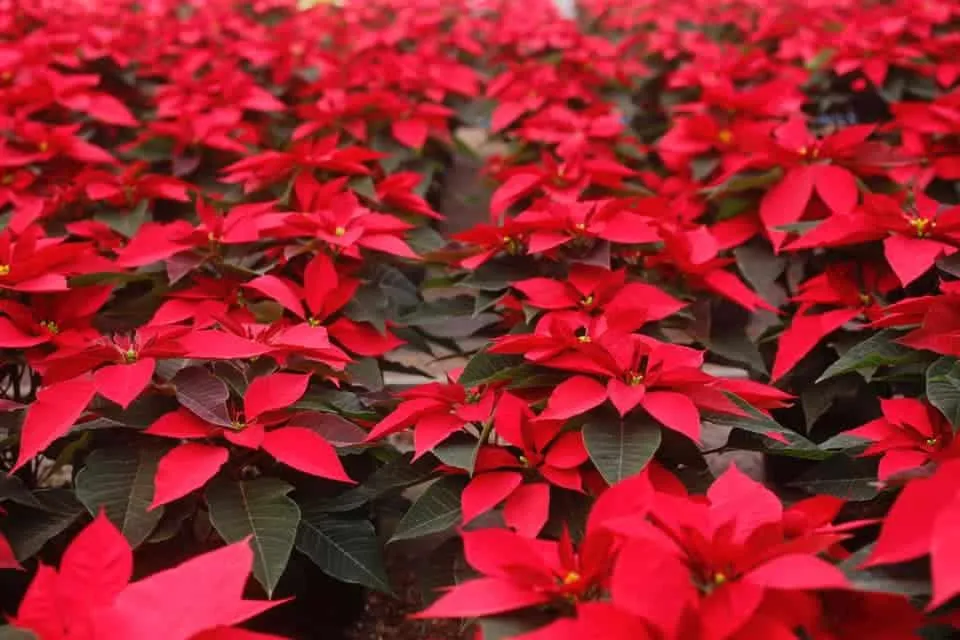Flor de nochebuena