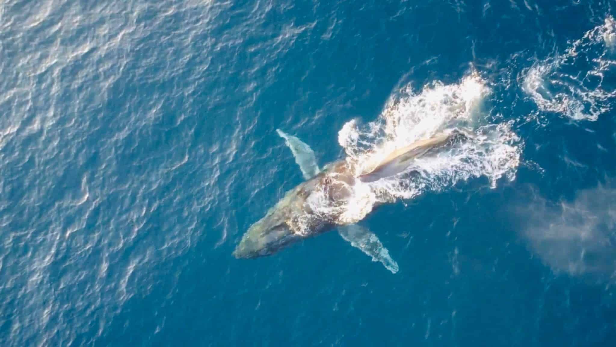 Inicia el 2022 viendo ballenas en Todos Santos