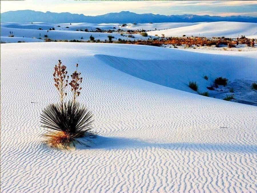 Desierto albino en las Dunas de Yeso, Cuatro Ciénegas. Foto: @1estampasdemexico.