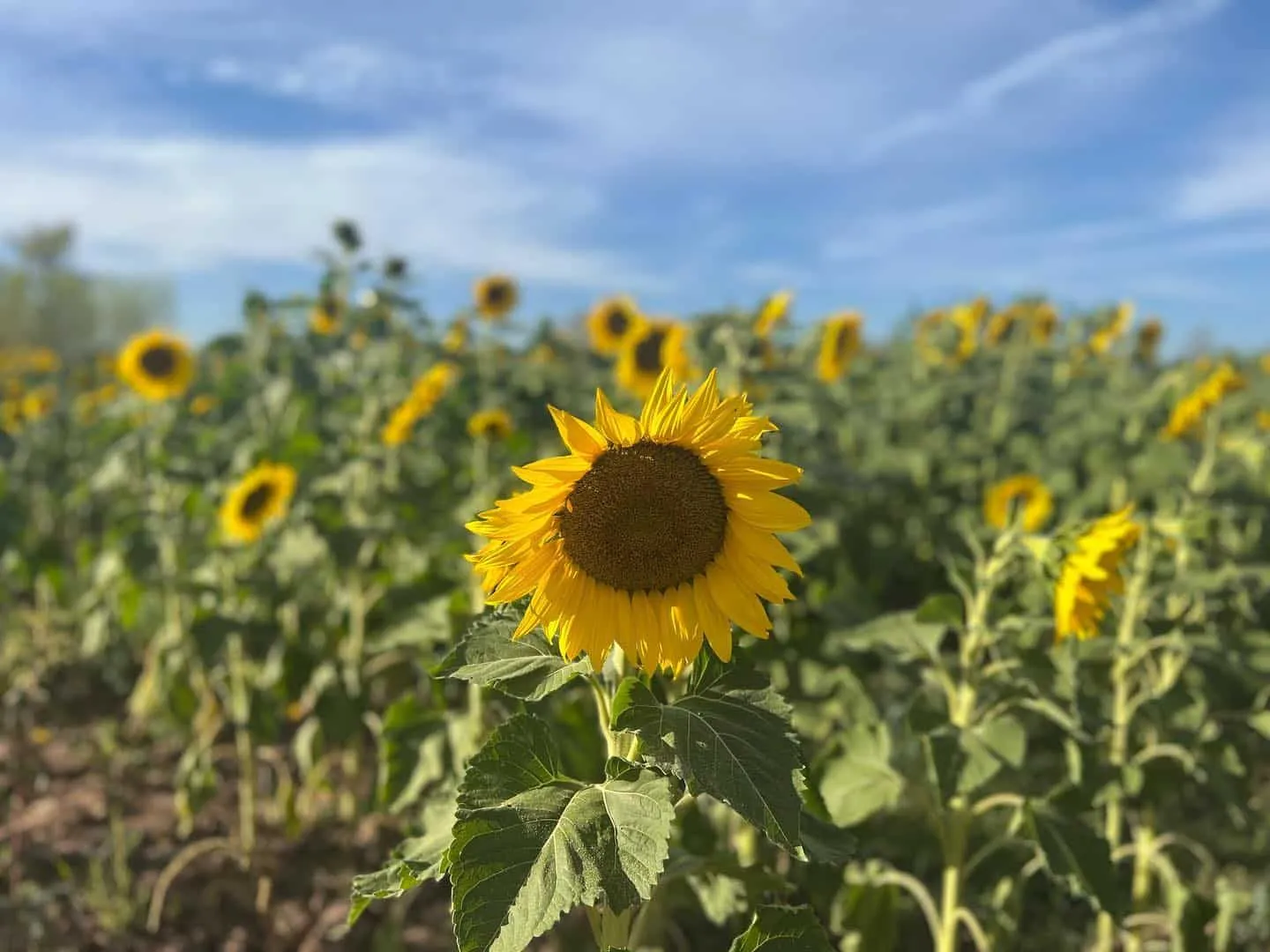 Campo de girasoles de Mocorito