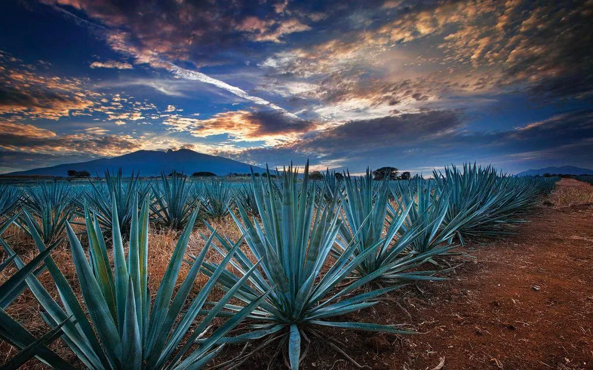 Agaves