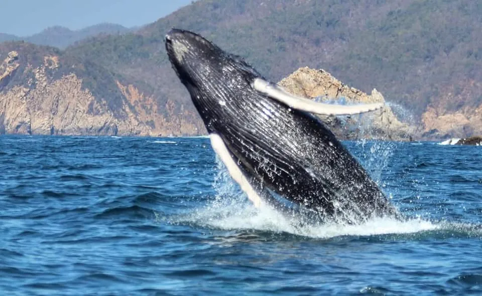 Manzanillo