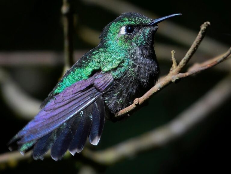 Para Los Amantes De Las Aves Llega El Chiapas Birding And Photo Festival Descubre México 