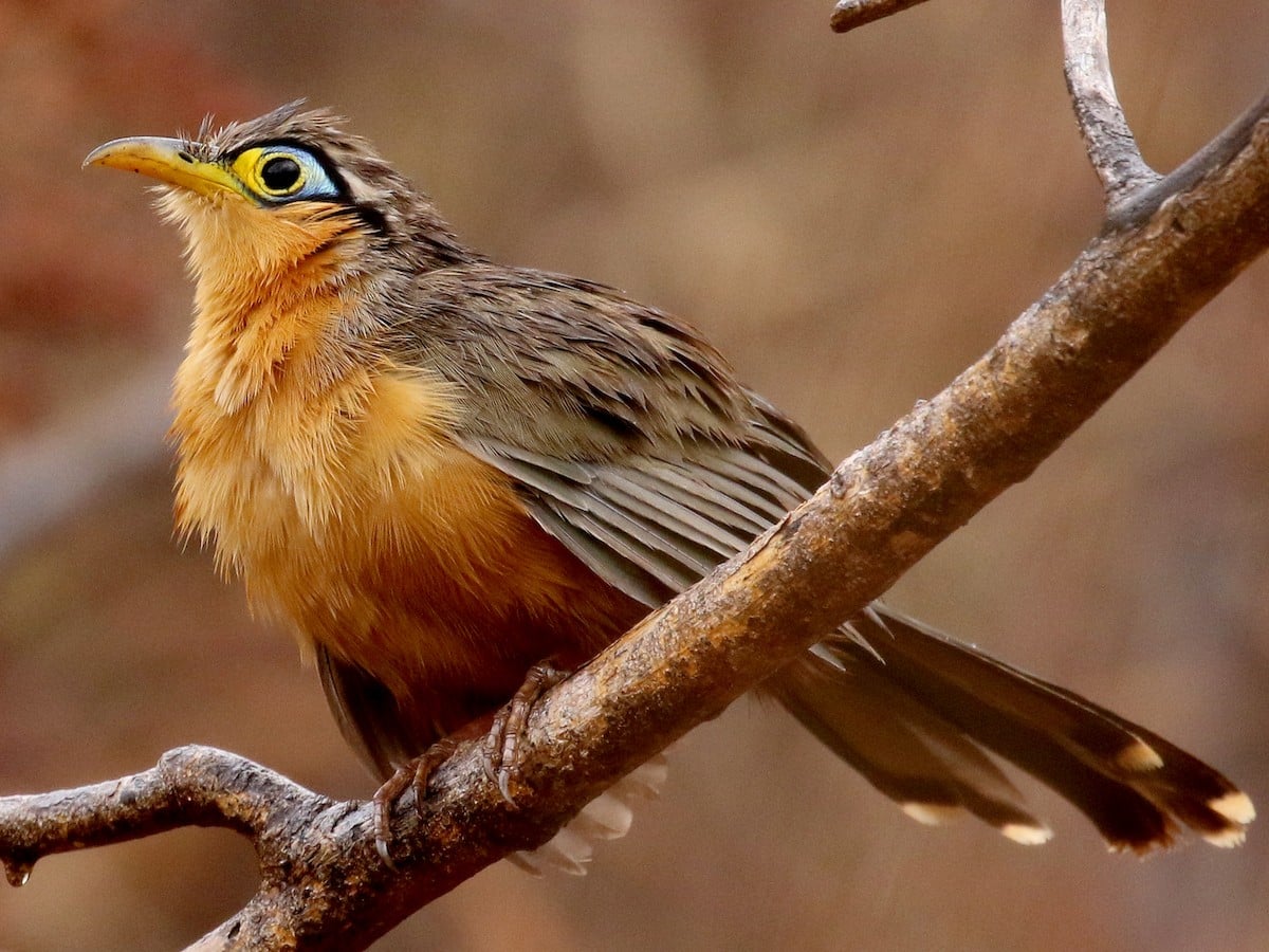 Para Los Amantes De Las Aves Llega El Chiapas Birding And Photo Festival Descubre México 