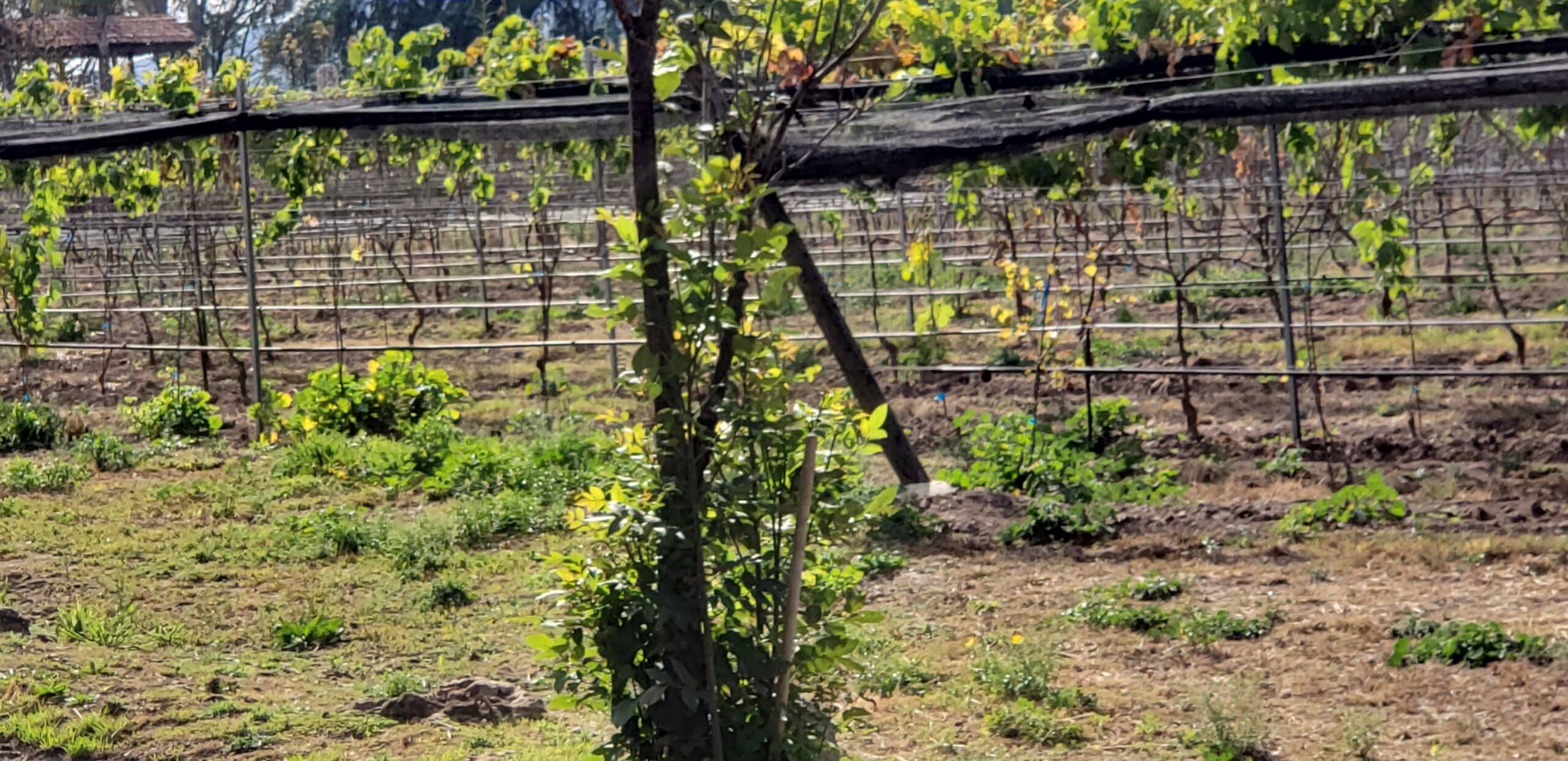 Viñedo Golondrinas. Foto: Descubre México.