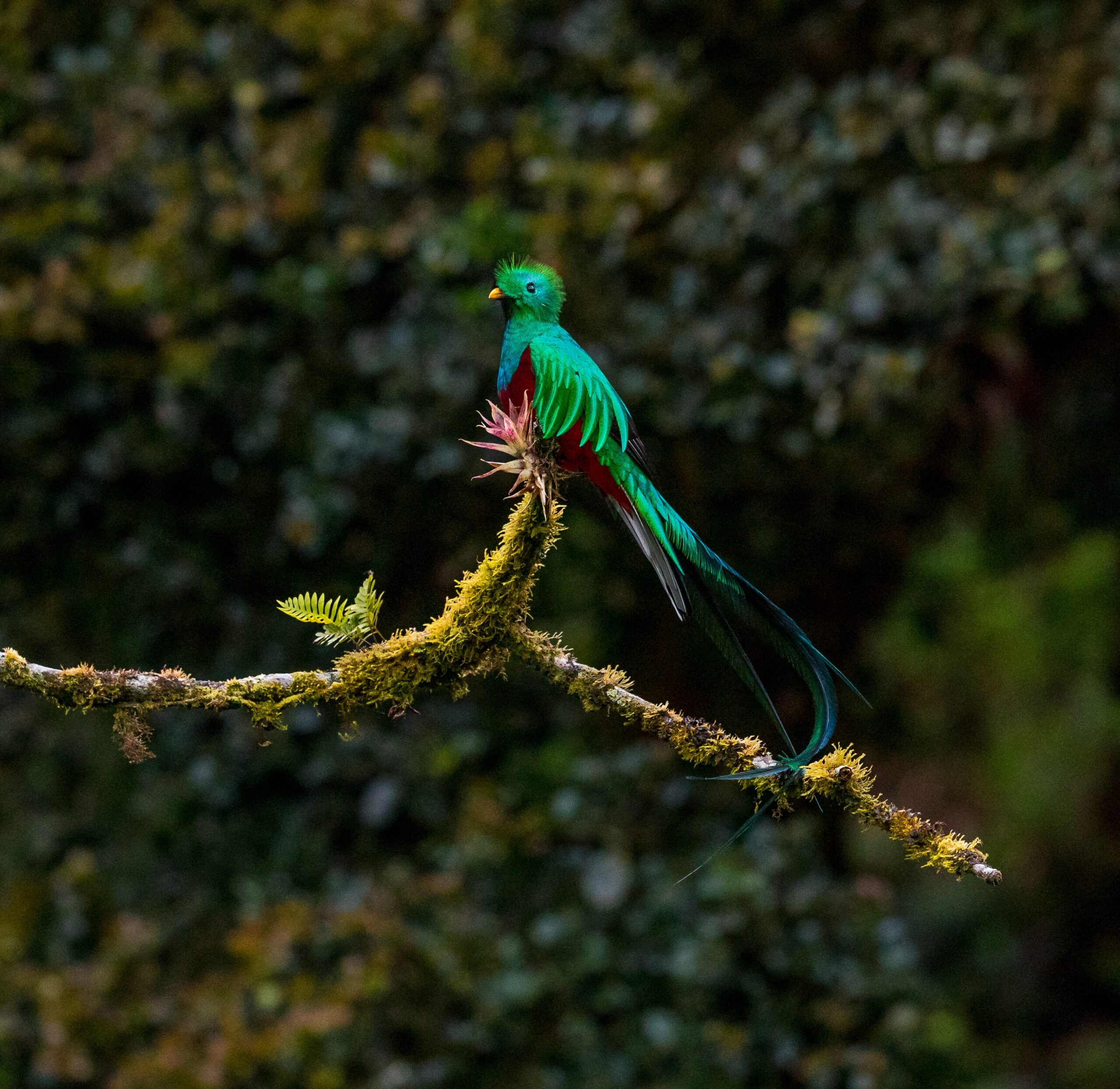 Para los amantes de las aves, llega el Chiapas Birding & Photo Festival