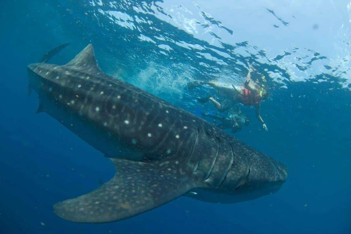 Lánzate a nadar con el tiburón ballena en Holbox