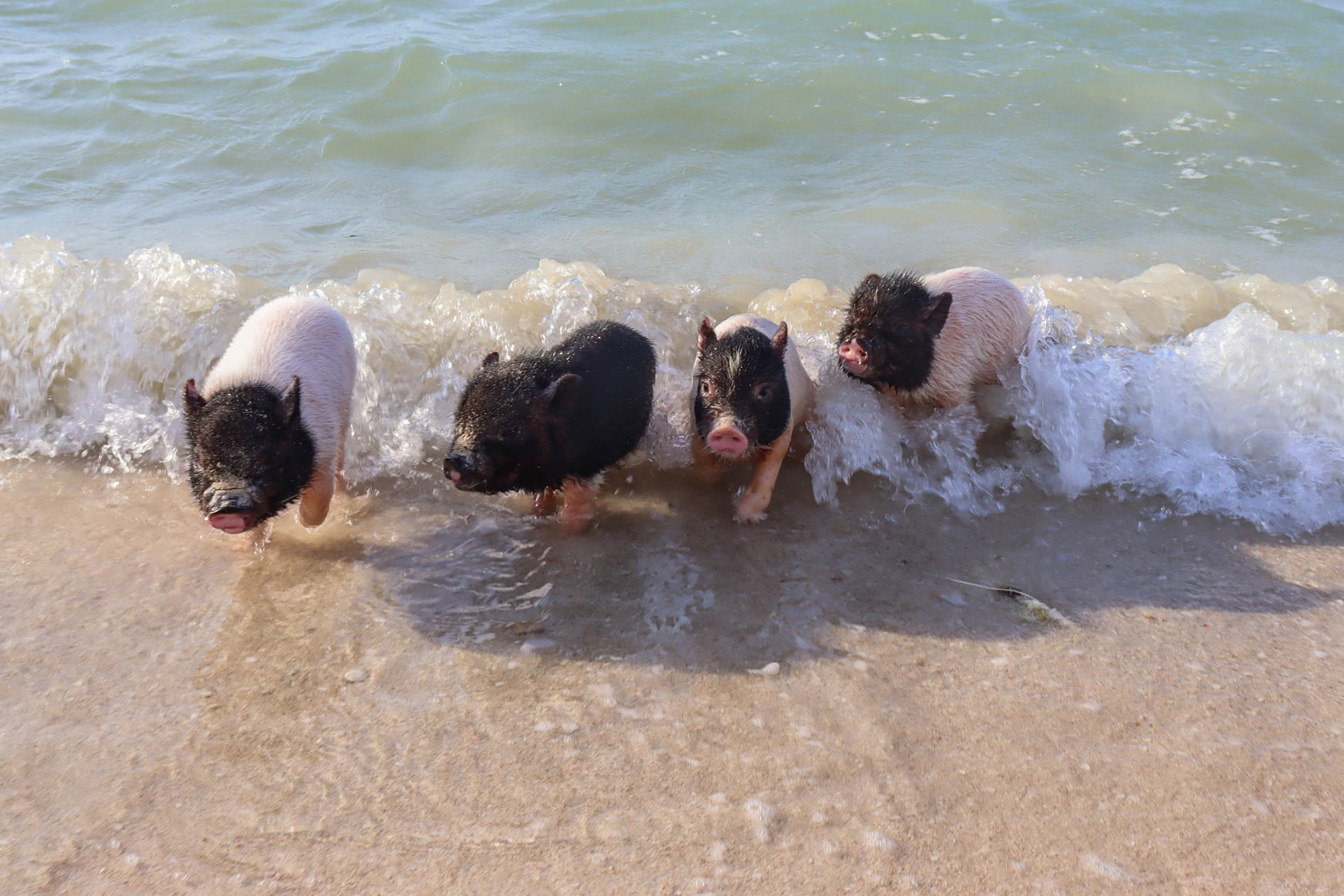 Pig Beach, juega con cerditos miniatura en esta playa yucateca