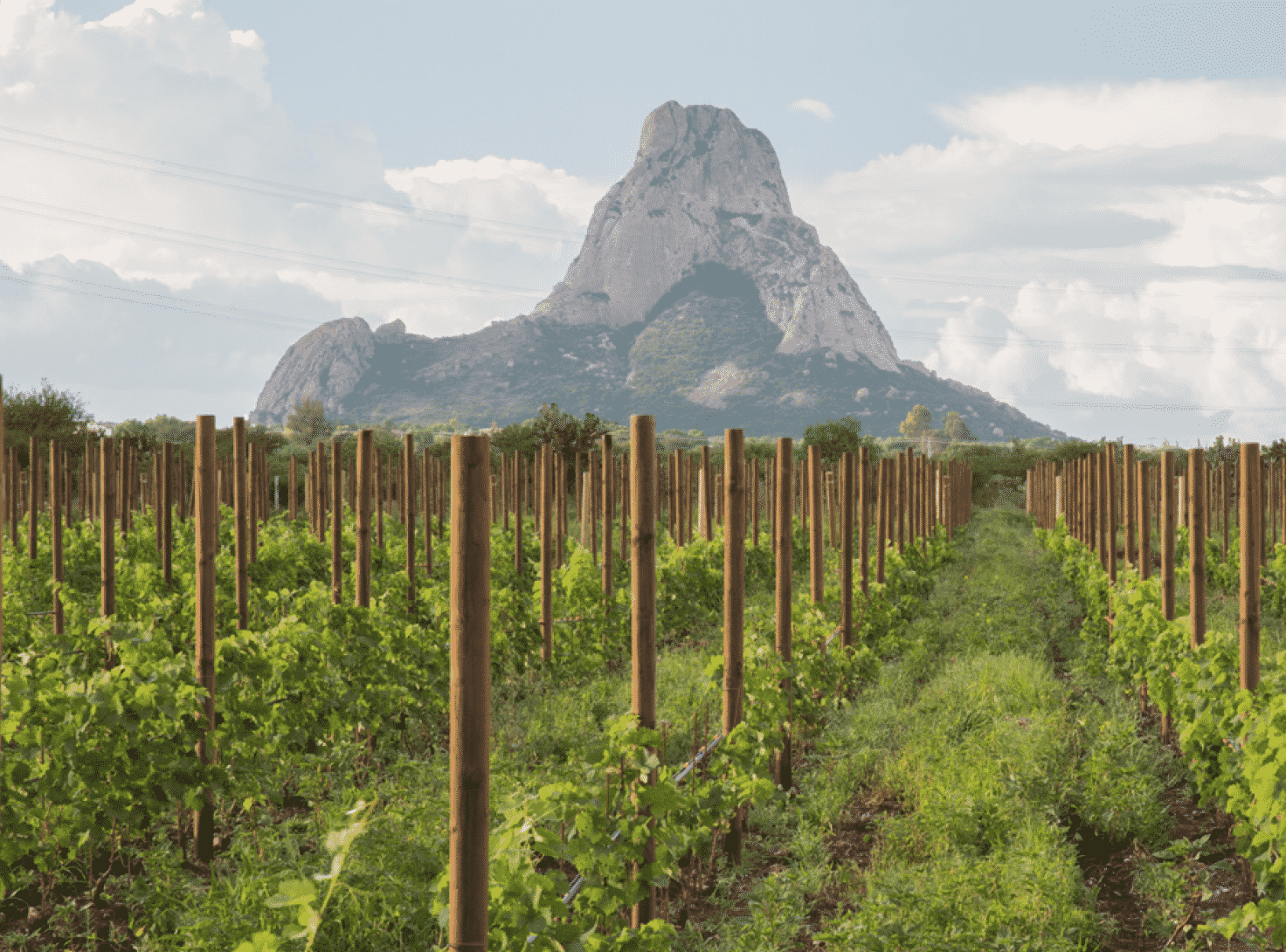 Querétaro ‘descorcha’ el primer cluster vitivinícola de México