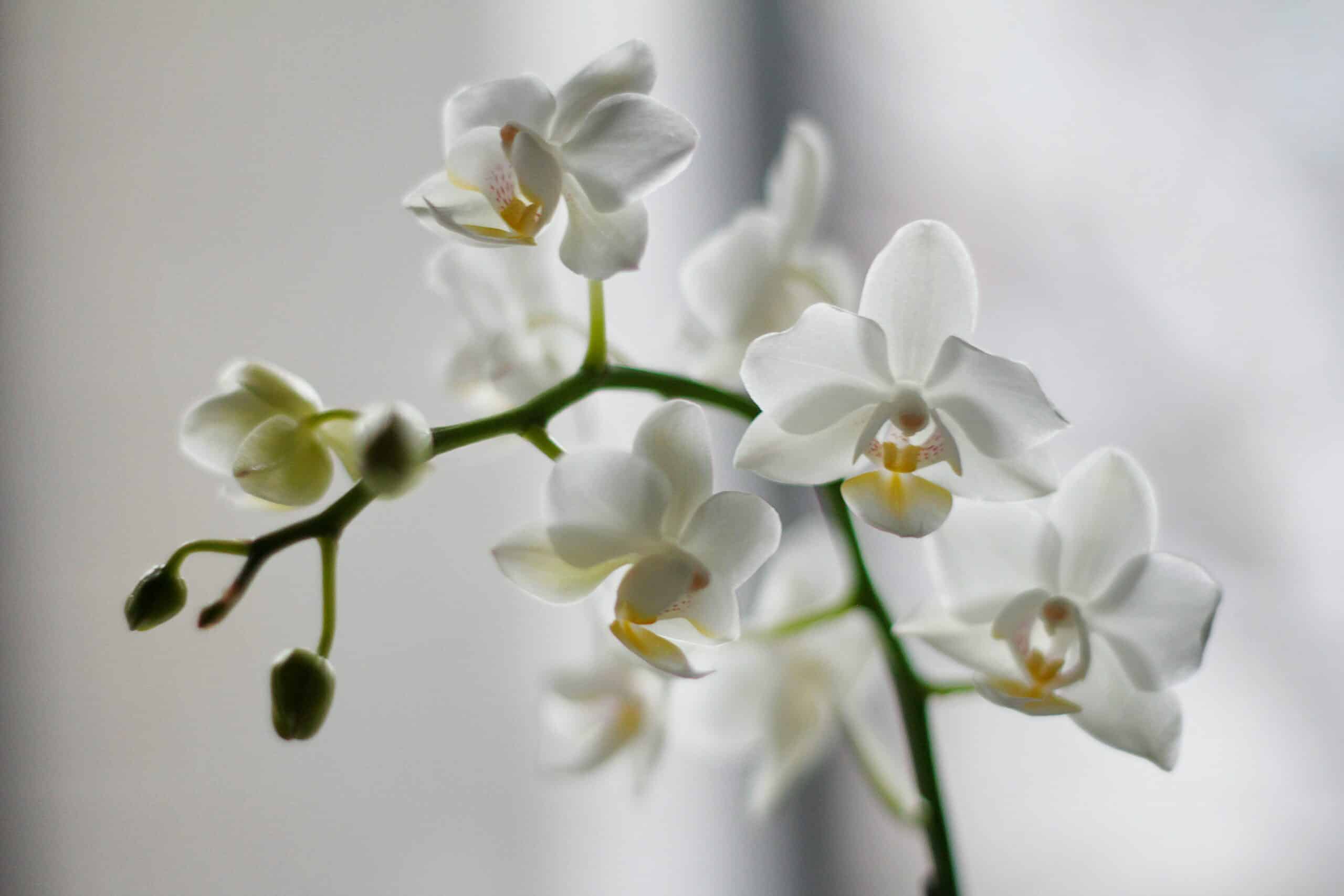 Este 10 de mayo, regala a mamá una orquídea del ‘Franz’
