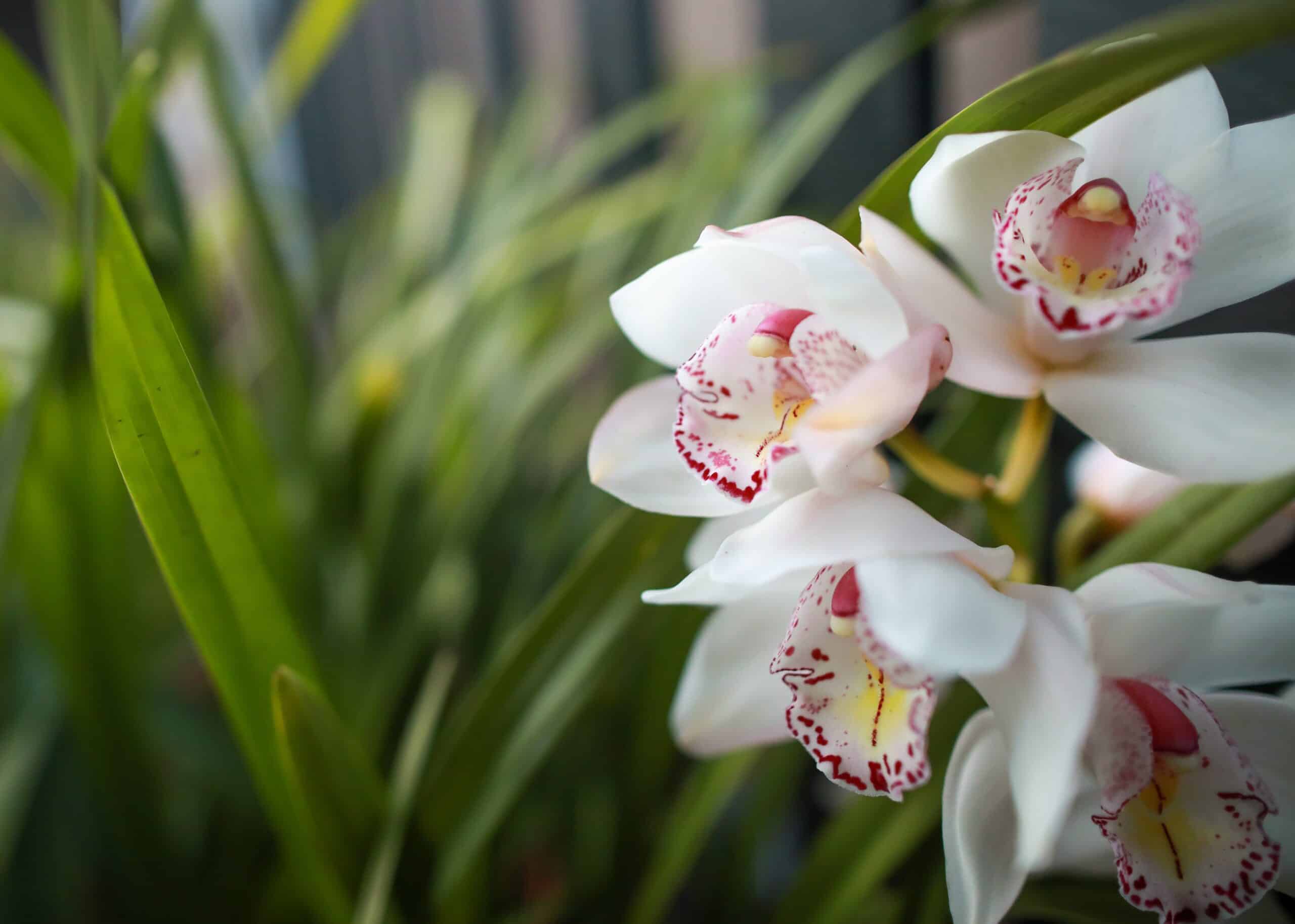 Amantes de las orquídeas, el Franz Mayer los espera
