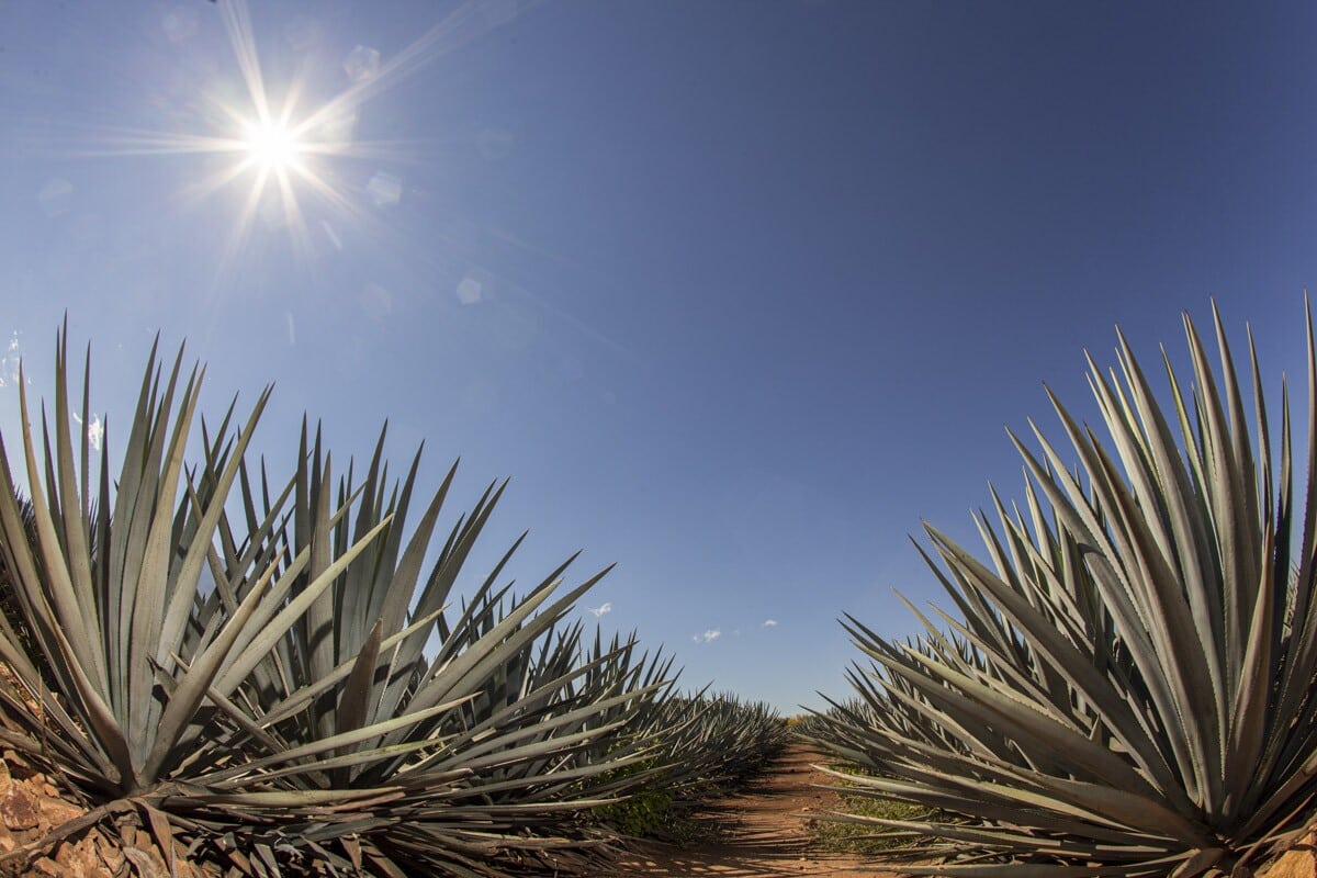 Jalisco lleva toda la cultura del Tequila a Canadá