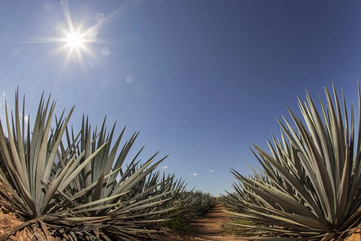 Jalisco llevara toda la cultura del Tequila a Canadá