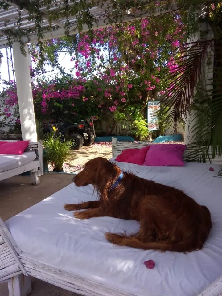 lugar descanso para mascotas casa sai