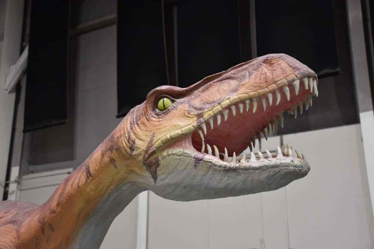 Déjate impresionar con la exposición 'Tierra de Dinosaurios' en Tamaulipas  | Descubre México