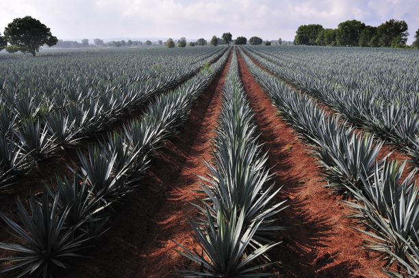 pencas de maguey