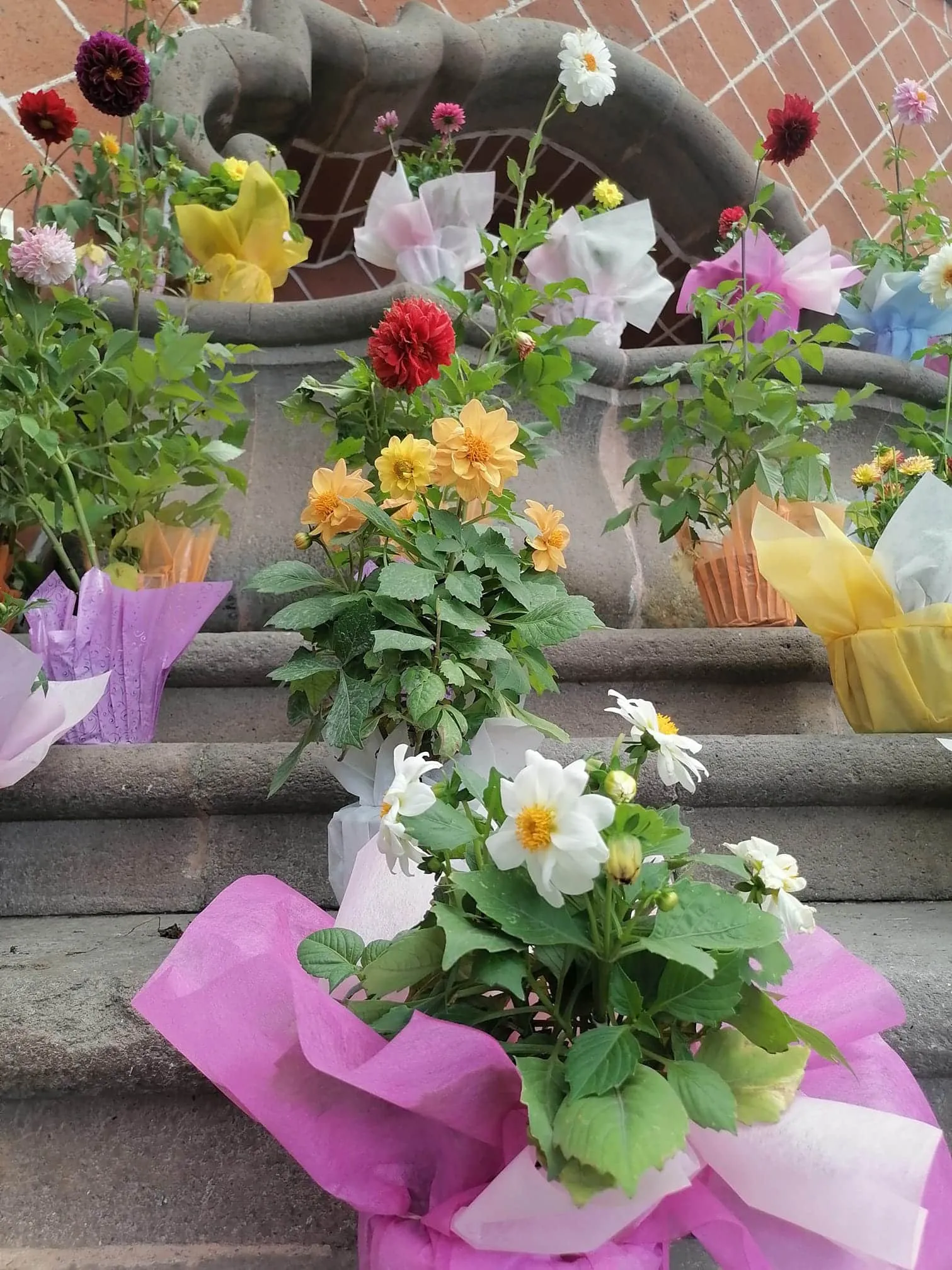 Flores de colores