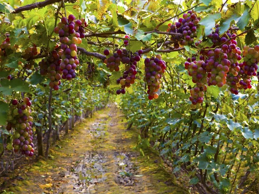 Uvas en viñedo
