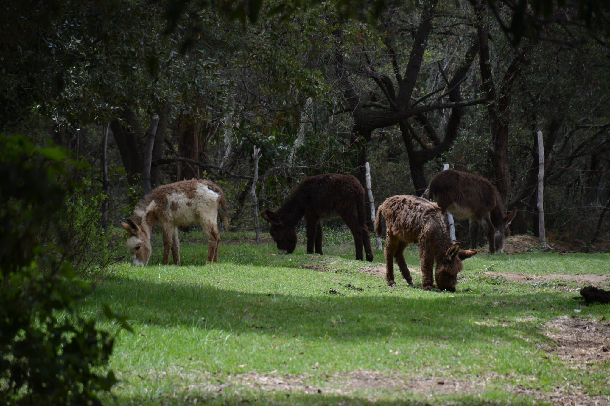 Burros pastando