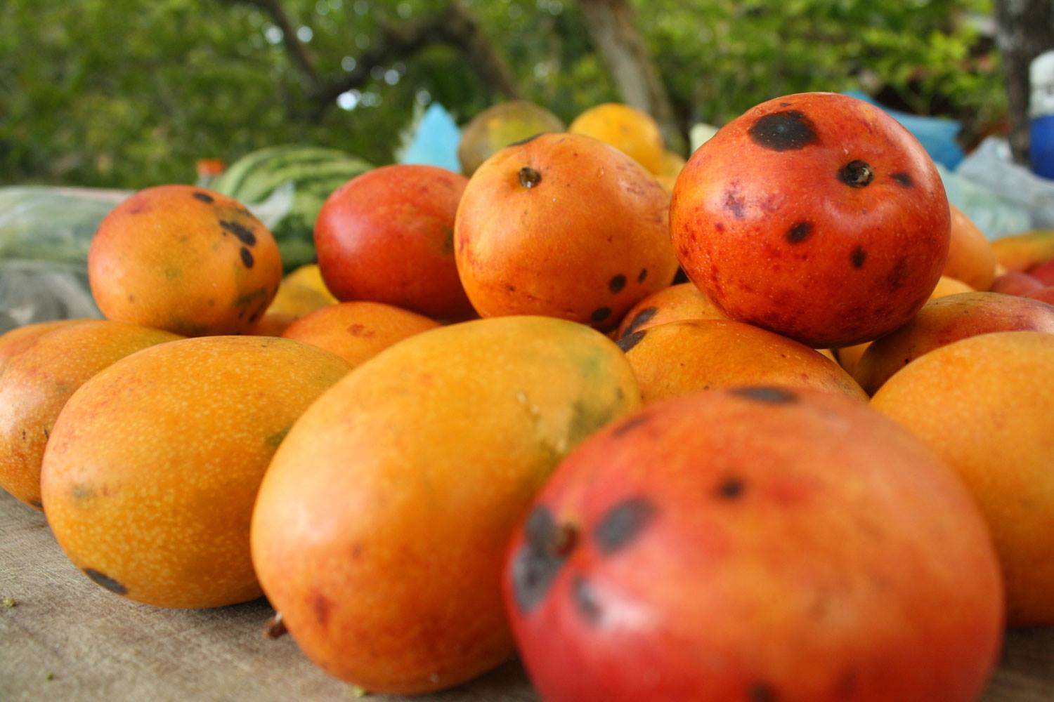 Razones por las que amarás el Festival del Mango de Todos Santos