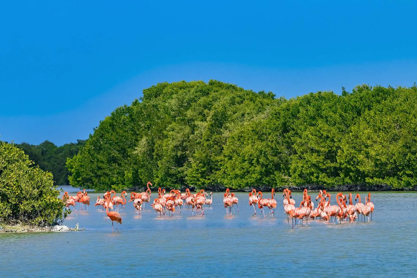 Flamencos llegan a Yucatán pintando de rosa toda la costa del estado