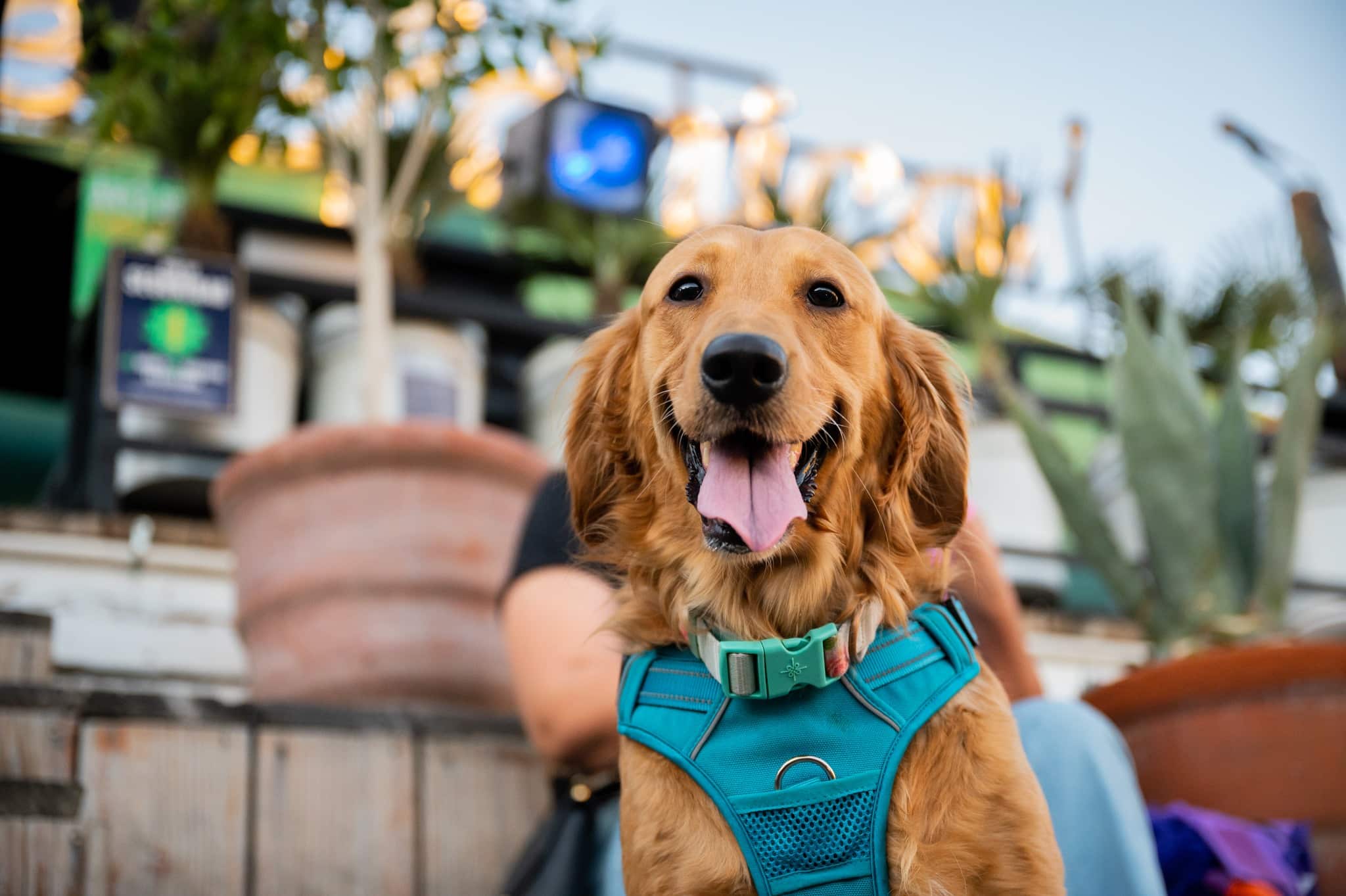 Perrito en Telefónica Gastro Park