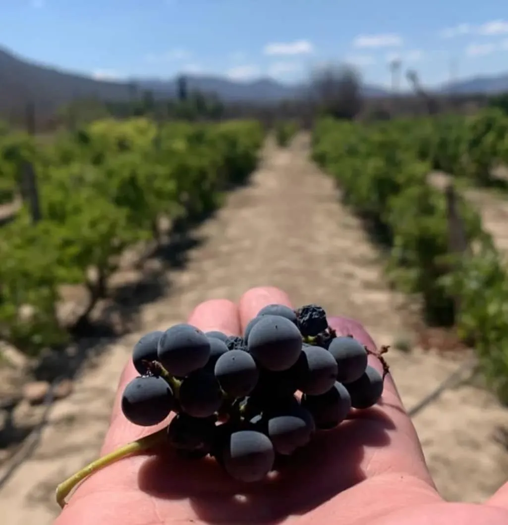 Mano con uvas.