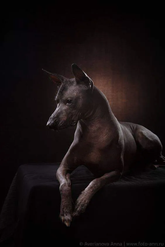Perro Xoloescuintle