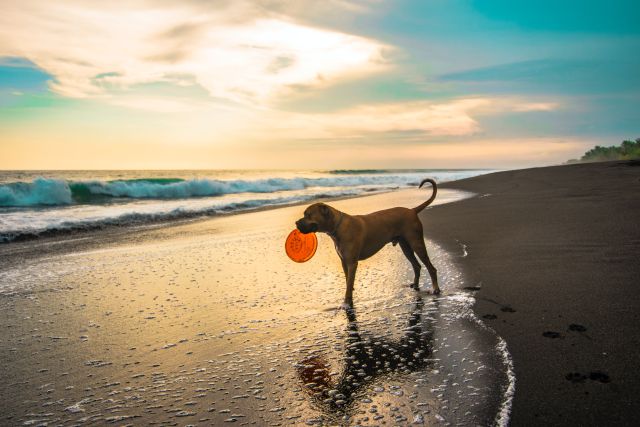perro jugando en la playa