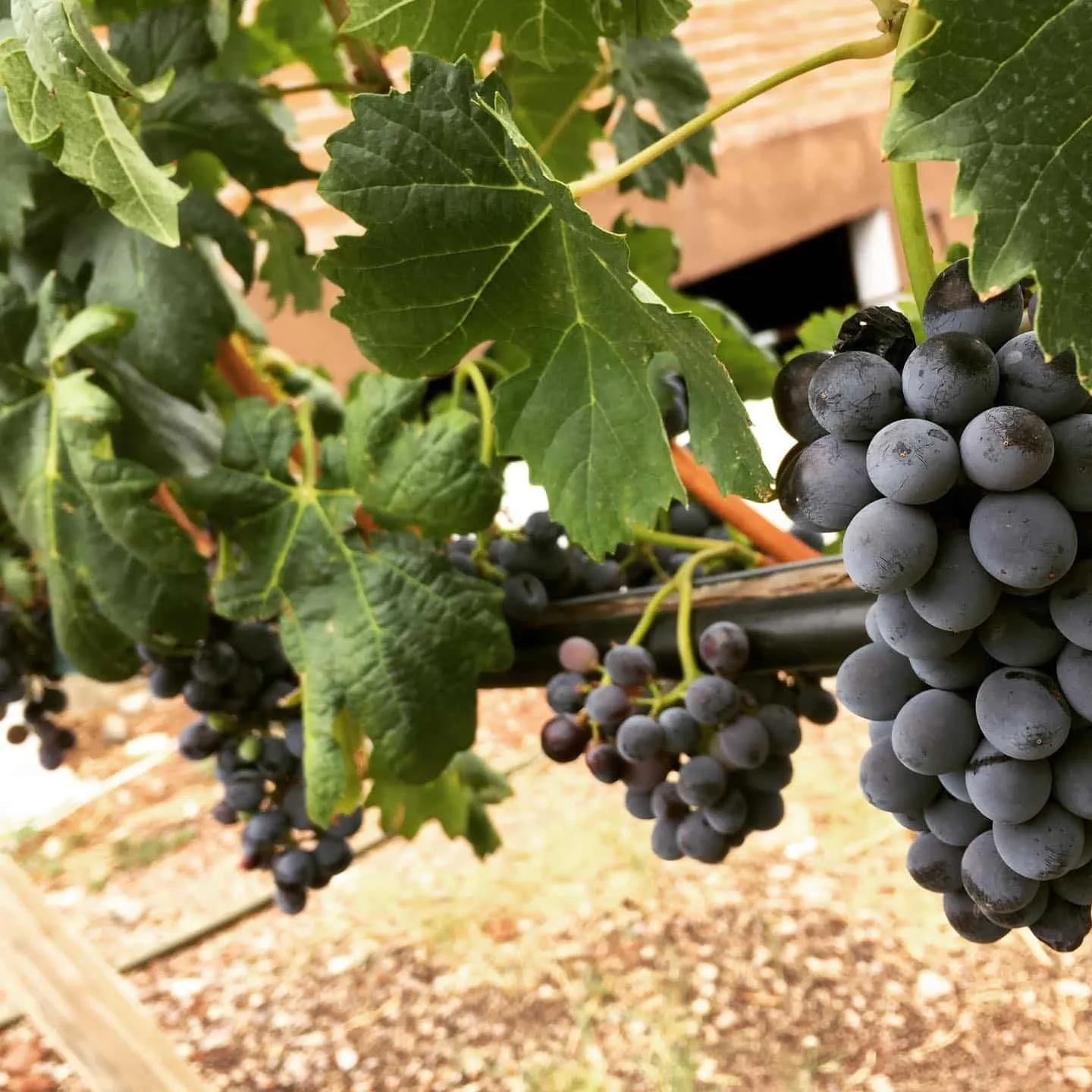 Uvas de Chihuahua