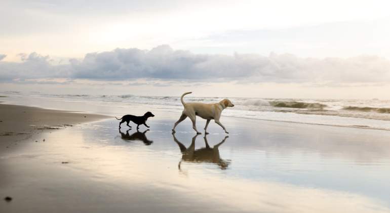 Tres playas ‘dog friendly’ para salir con tu perro de vacaciones