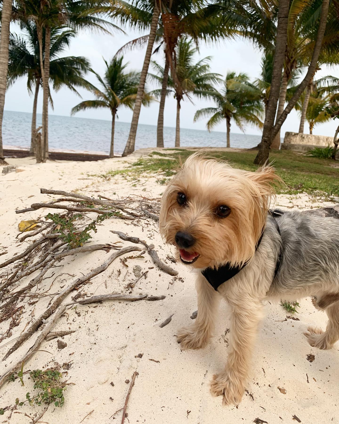 playa para perros coral cancun