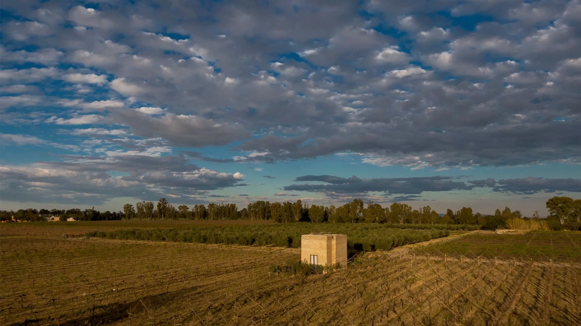 Viñedo Cuna de Tierra