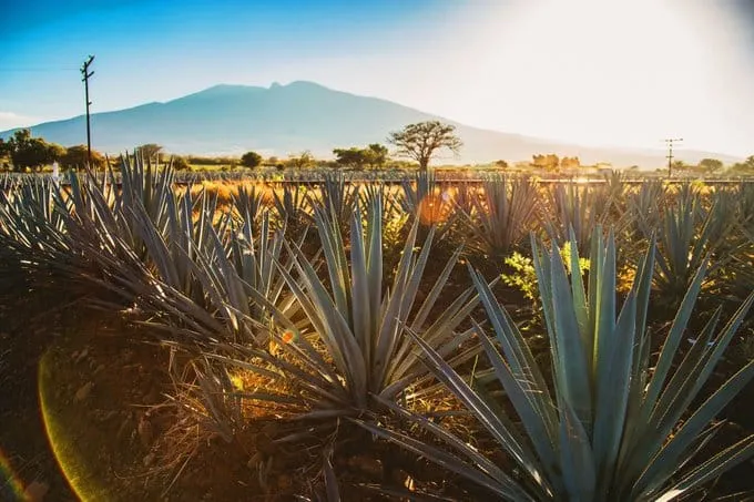 Campos de agave