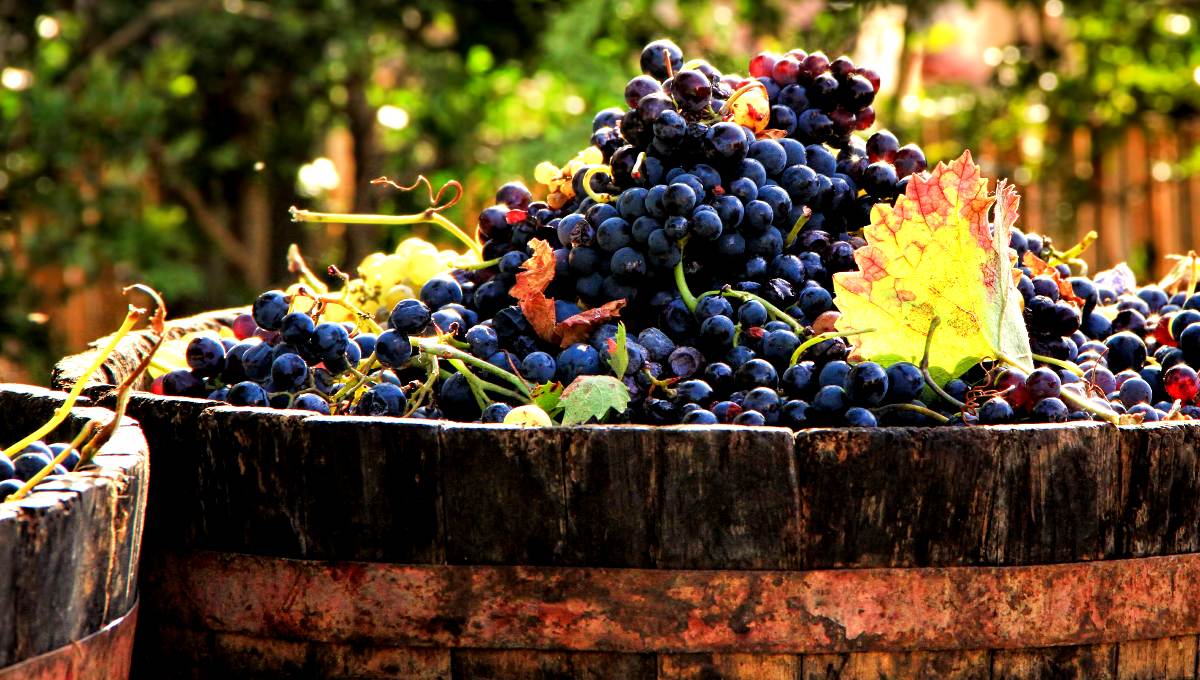 Vendimias de Guanajuato traerá a los mejores exponentes de vino del estado