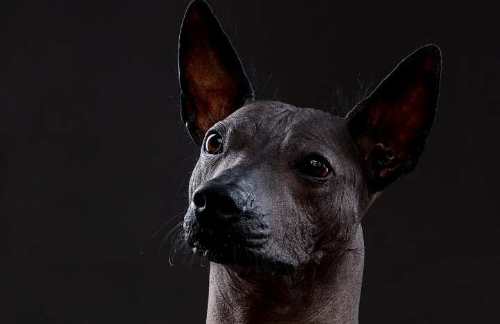 Celebramos el Día Mundial del Perro y rendimos homenaje al Xoloitzcuintle