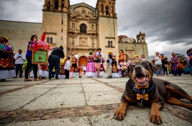 Perrito ‘Mazapán’ se hace presente en la Guelaguetza