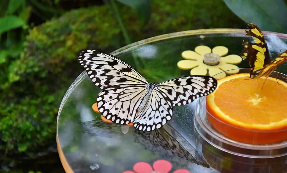 Mariposario Papalotla, abre sus puertas para ti en el Estado de México