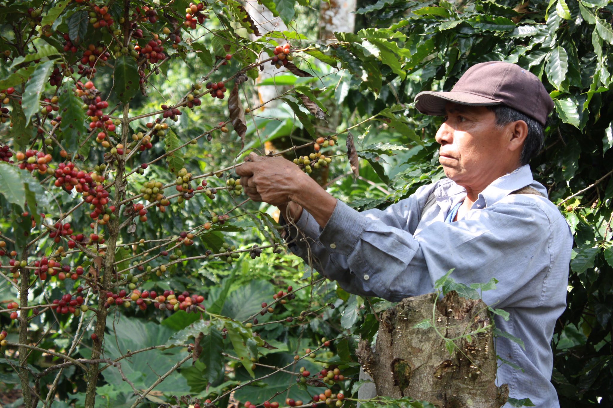 Adictos al café, esta feria en Xilitla los espera