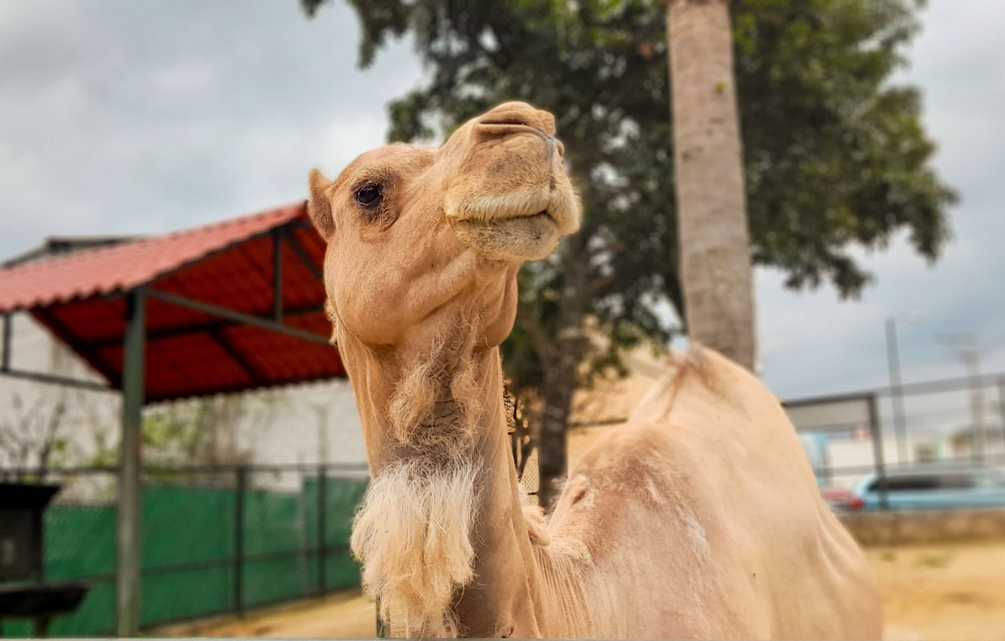 Camello de la Reserva Animal de Orizaba