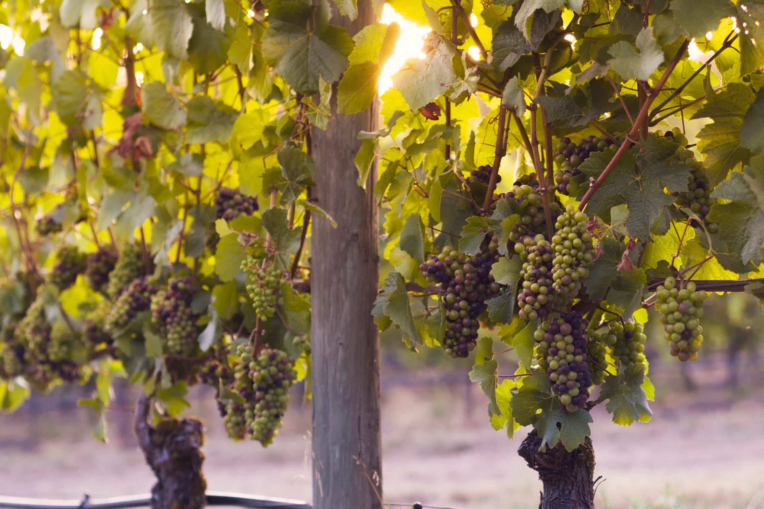 Diez datos de la uva Pinot Noir en México
