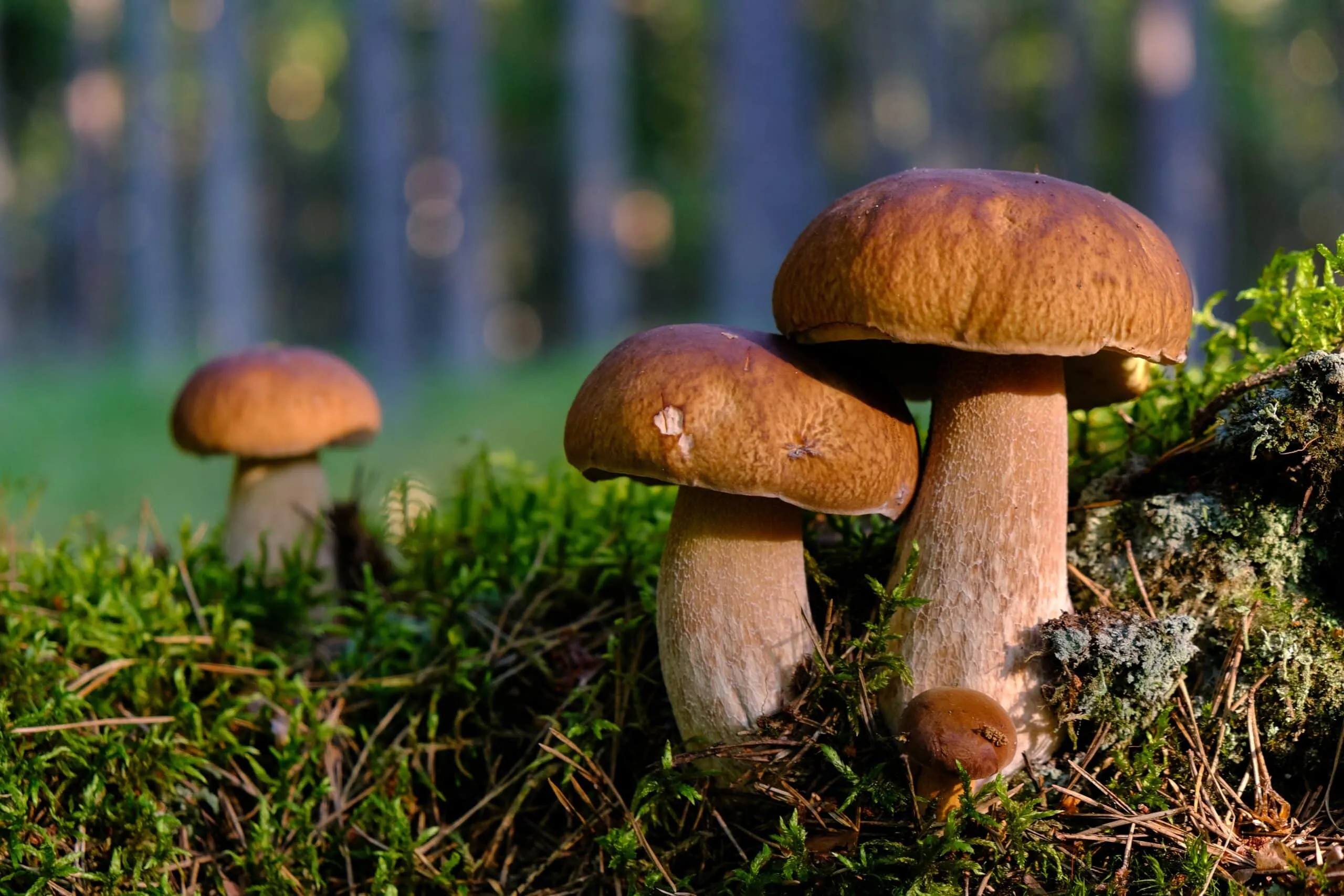 hongos