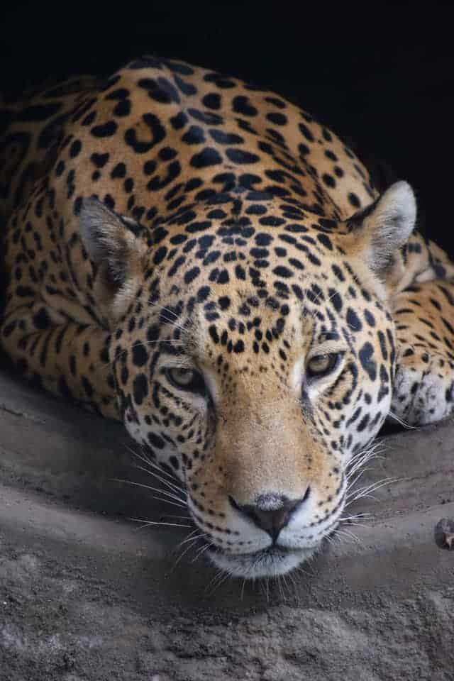 Jaguar de la Reserva Animal de Orizaba