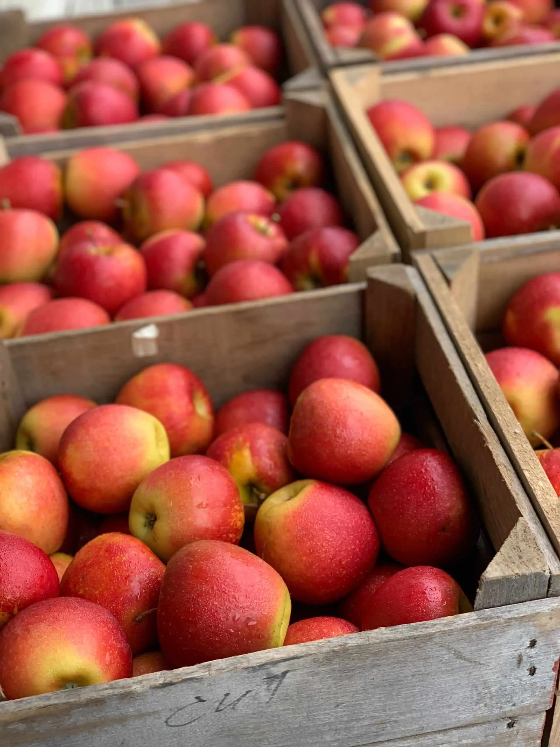 muchas manzanas rojas