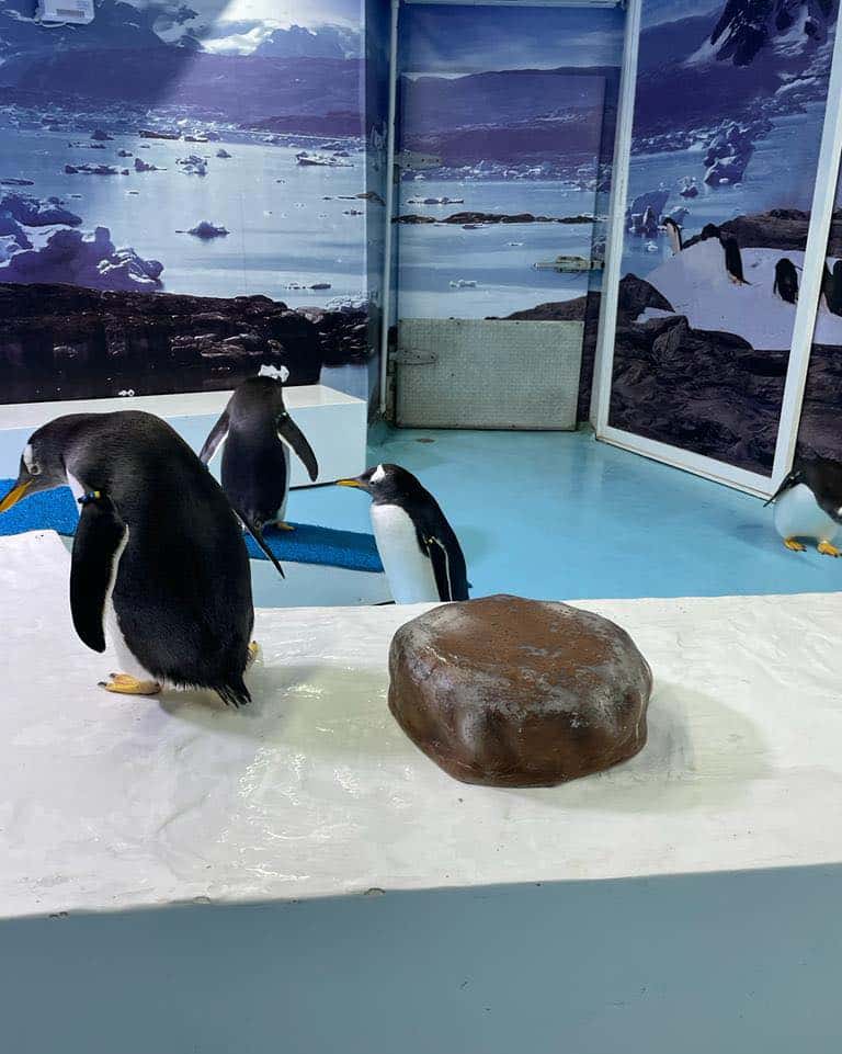 Pingüinario en Acuario Mazatlán